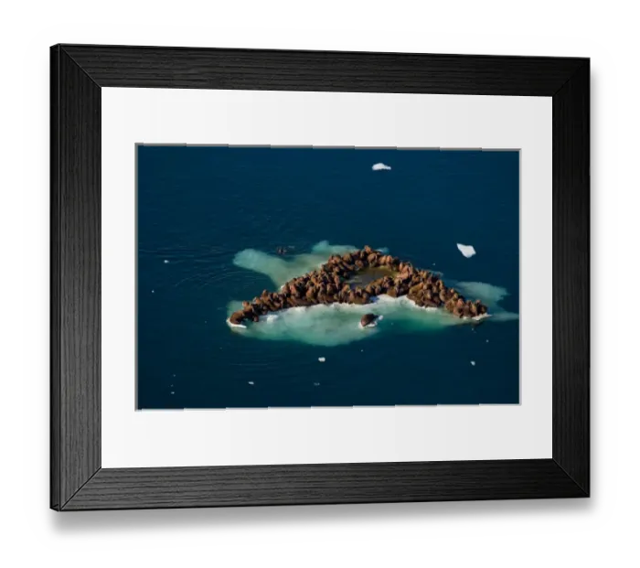 Framed Print : walrus, Odobenus rosmarus, herds resting on and swimming around chunks of pack ice Framed Print : walrus, Odobenus rosmarus, herds resting on and swimming around chunks of pack ice