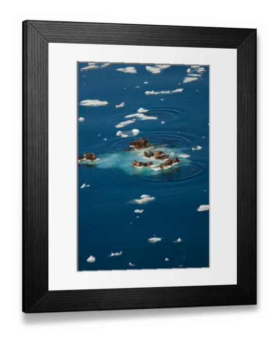 Framed Print : walrus, Odobenus rosmarus, resting on chunks of pack ice during spring breakup, Chuckchi Sea Framed Print : walrus, Odobenus rosmarus, resting on chunks of pack ice during spring breakup, Chuckchi Sea