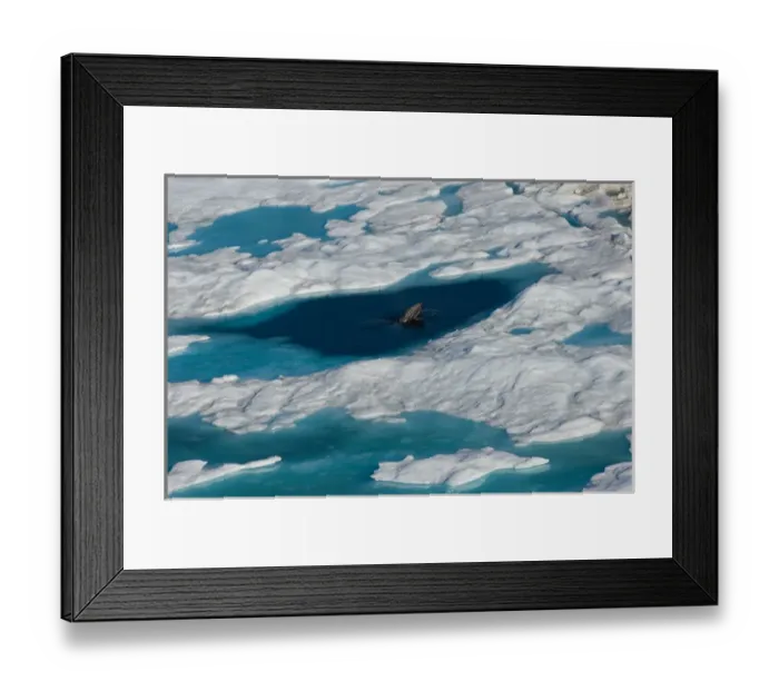 Framed Print : bowhead whale, Balaena mysticetus, poking up from multi-layer ice (fresh water pans Framed Print : bowhead whale, Balaena mysticetus, poking up from multi-layer ice (fresh water pans