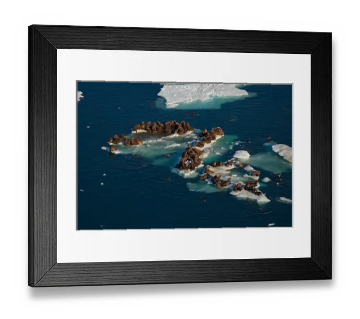 Framed Print : walrus, Odobenus rosmarus, herds resting on and swimming around chunks of pack ice Framed Print : walrus, Odobenus rosmarus, herds resting on and swimming around chunks of pack ice