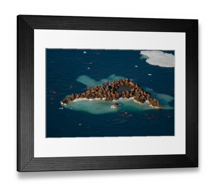 Framed Print : walrus, Odobenus rosmarus, herds resting on and swimming around chunks of pack ice Framed Print : walrus, Odobenus rosmarus, herds resting on and swimming around chunks of pack ice