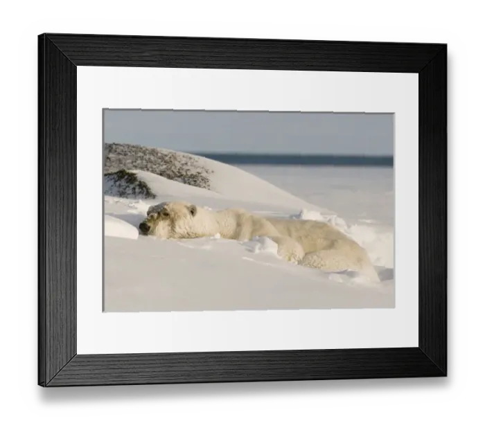 Framed Print : North America, USA, Alaska, 1002 area of the Arctic National Wildlife Refuge. A Framed Print : North America, USA, Alaska, 1002 area of the Arctic National Wildlife Refuge. A