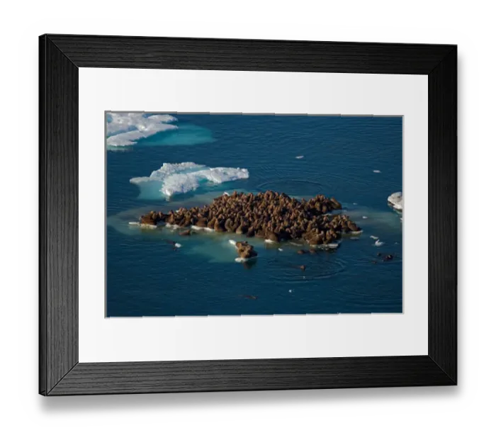 Framed Print : walrus, Odobenus rosmarus, herds resting on and swimming around chunks of pack ice