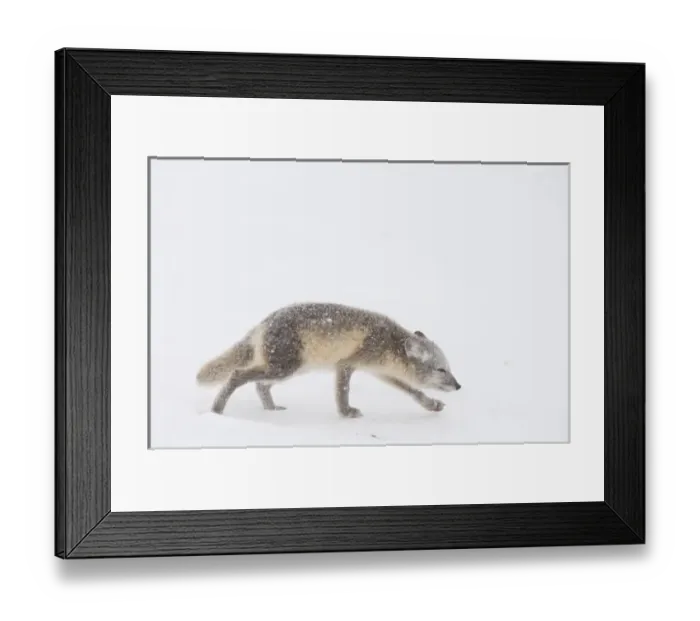 Framed Print : North America, USA, Alaska, 1002 Coastal Plain of the Arctic National Wildlife Refuge Framed Print : North America, USA, Alaska, 1002 Coastal Plain of the Arctic National Wildlife Refuge