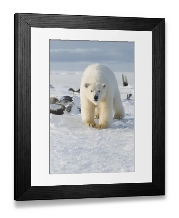 Framed Print : North America, USA, Alaska, 1002 Coastal Plain of the Arctic National Wildlife Refuge