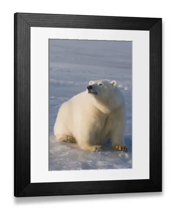 Framed Print : North America, USA, Alaska, 1002 Coastal Plain of the Arctic National Wildlife Refuge Framed Print : North America, USA, Alaska, 1002 Coastal Plain of the Arctic National Wildlife Refuge