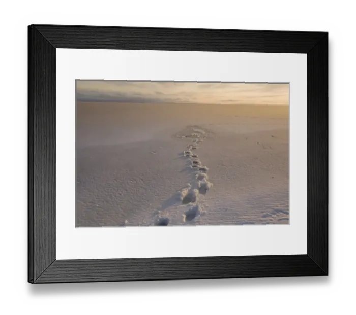 Framed Print : North America, USA, Alaska, 1002 Coastal Plain of the Arctic National Wildlife Refuge, Beaufort Sea Framed Print : North America, USA, Alaska, 1002 Coastal Plain of the Arctic National Wildlife Refuge, Beaufort Sea