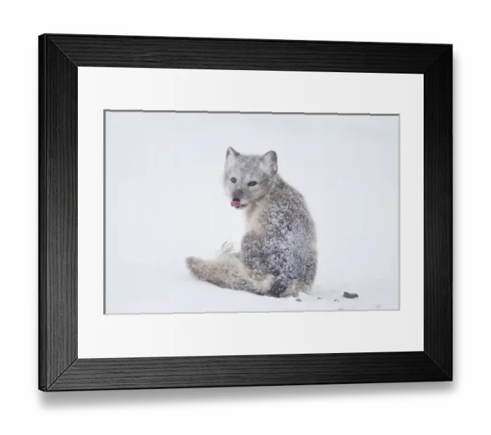 Framed Print : North America, USA, Alaska, 1002 Coastal Plain of the Arctic National Wildlife Refuge Framed Print : North America, USA, Alaska, 1002 Coastal Plain of the Arctic National Wildlife Refuge
