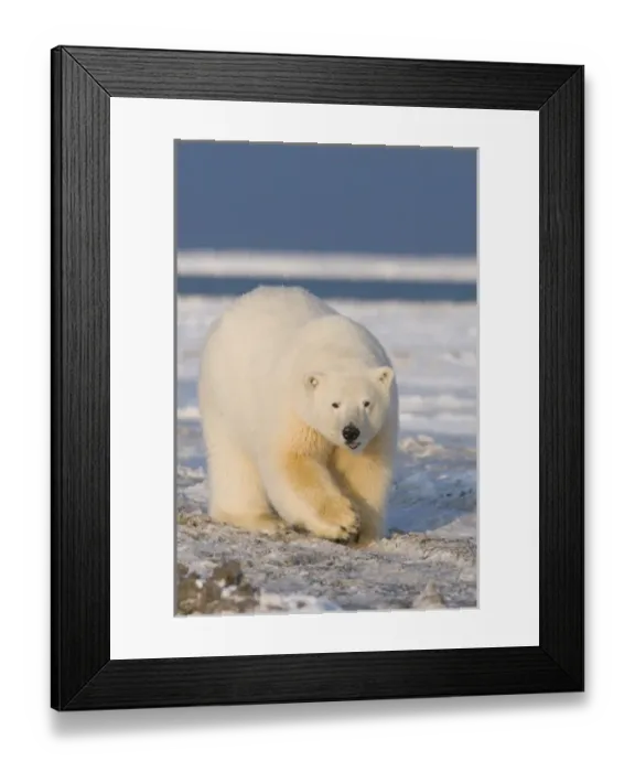 Framed Print : North America, USA, Alaska, 1002 Coastal Plain of the Arctic National Wildlife Refuge Framed Print : North America, USA, Alaska, 1002 Coastal Plain of the Arctic National Wildlife Refuge