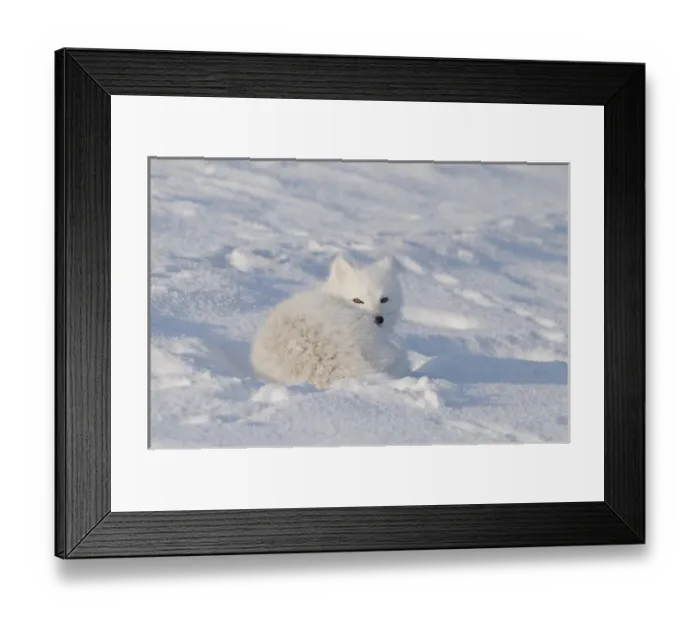 Framed Print : North America, USA, Alaska, 1002 Coastal Plain of the Arctic National Wildlife Refuge