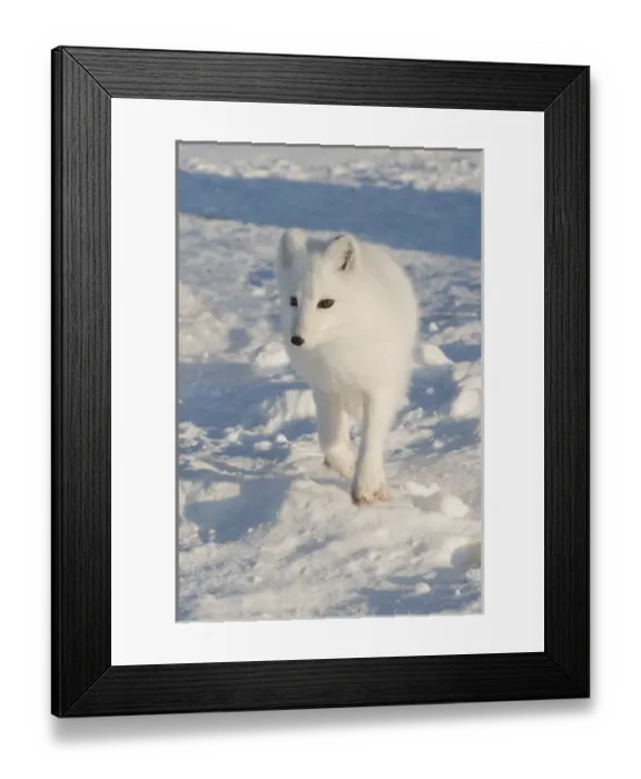 Framed Print : North America, USA, Alaska, 1002 Coastal Plain of the Arctic National Wildlife Refuge Framed Print : North America, USA, Alaska, 1002 Coastal Plain of the Arctic National Wildlife Refuge