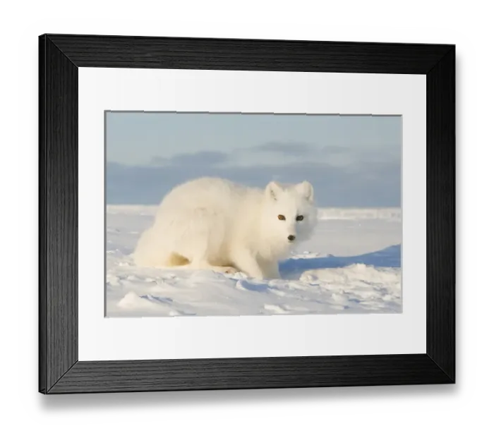 Framed Print : North America, USA, Alaska, 1002 Coastal Plain of the Arctic National Wildlife Refuge Framed Print : North America, USA, Alaska, 1002 Coastal Plain of the Arctic National Wildlife Refuge