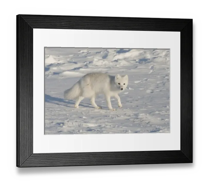 Framed Print : North America, USA, Alaska, 1002 Coastal Plain of the Arctic National Wildlife Refuge Framed Print : North America, USA, Alaska, 1002 Coastal Plain of the Arctic National Wildlife Refuge