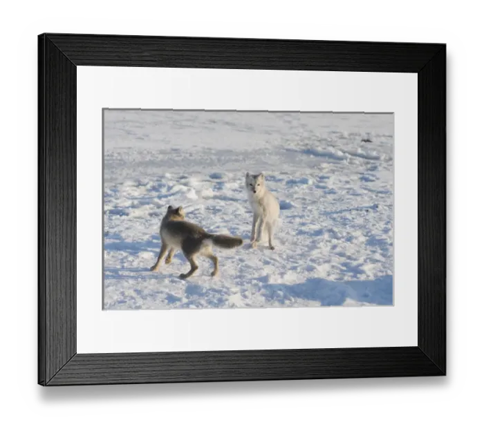 Framed Print : North America, USA, Alaska, 1002 Coastal Plain of the Arctic National Wildlife Refuge