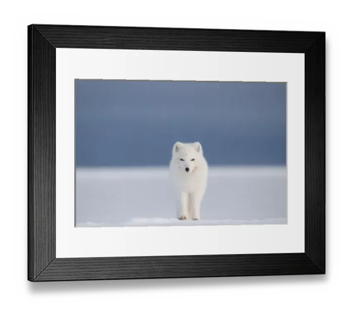 Framed Print : North America, USA, Alaska, 1002 Coastal Plain of the Arctic National Wildlife Refuge