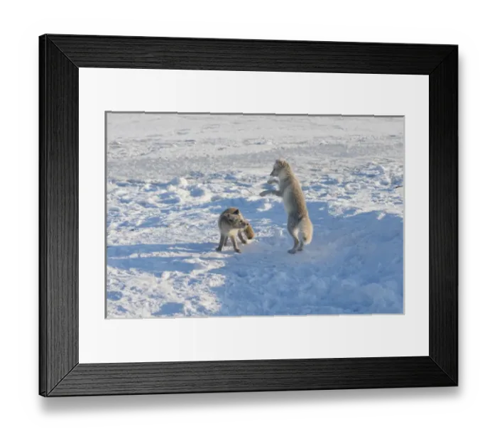 Framed Print : North America, USA, Alaska, 1002 Coastal Plain of the Arctic National Wildlife Refuge