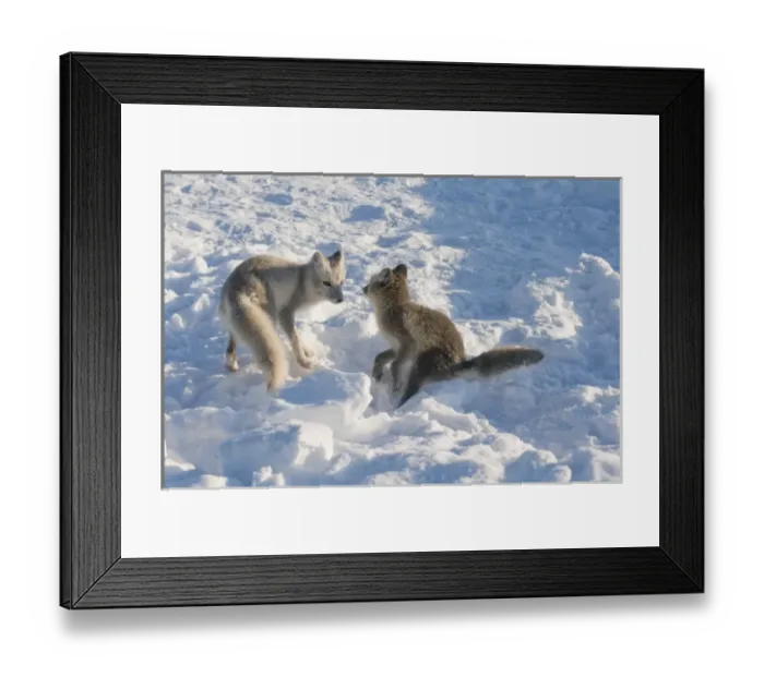 Framed Print : North America, USA, Alaska, 1002 Coastal Plain of the Arctic National Wildlife Refuge Framed Print : North America, USA, Alaska, 1002 Coastal Plain of the Arctic National Wildlife Refuge