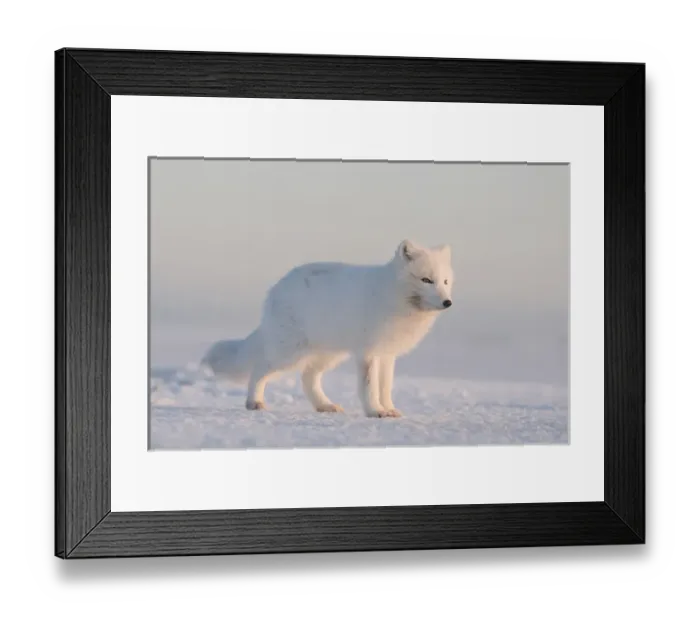 Framed Print : North America, USA, Alaska, 1002 Coastal Plain of the Arctic National Wildlife Refuge Framed Print : North America, USA, Alaska, 1002 Coastal Plain of the Arctic National Wildlife Refuge