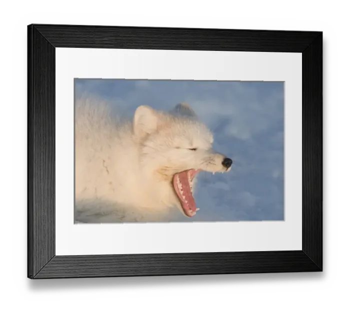 Framed Print : North America, USA, Alaska, 1002 Coastal Plain of the Arctic National Wildlife Refuge Framed Print : North America, USA, Alaska, 1002 Coastal Plain of the Arctic National Wildlife Refuge