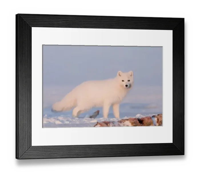 Framed Print : North America, USA, Alaska, 1002 Coastal Plain of the Arctic National Wildlife Refuge Framed Print : North America, USA, Alaska, 1002 Coastal Plain of the Arctic National Wildlife Refuge
