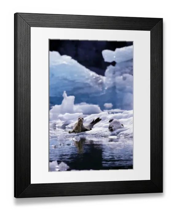 Framed Print : U. S. A. Alaska, Le Conte Glacier Harbor seals, mom and pup SE Alaska Framed Print : U. S. A. Alaska, Le Conte Glacier Harbor seals, mom and pup SE Alaska