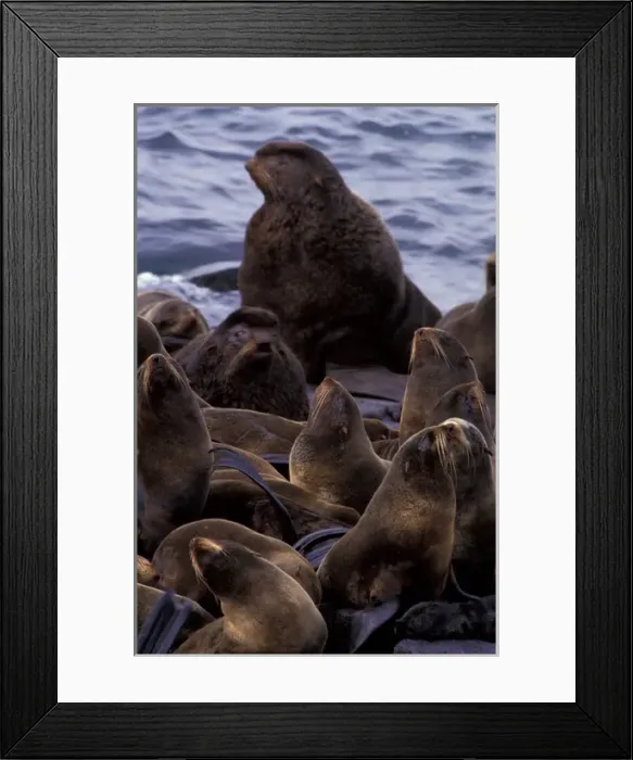 Framed Print : Alaska Northern fur seal / endangered (Callorhinus ursinus) Framed Print : Alaska Northern fur seal / endangered (Callorhinus ursinus)