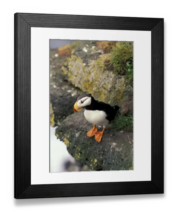 Framed Print : Alaska, the Pribilofs Horned puffin (Fratercula corniculata) Framed Print : Alaska, the Pribilofs Horned puffin (Fratercula corniculata)