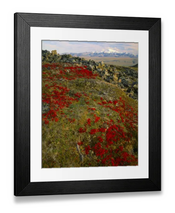 Framed Print : ARCTIC NATIONAL WILDLIFE REFUGE, ALASKA. USA. Scarlet foliage of bearberry on tundra in autumn Framed Print : ARCTIC NATIONAL WILDLIFE REFUGE, ALASKA. USA. Scarlet foliage of bearberry on tundra in autumn
