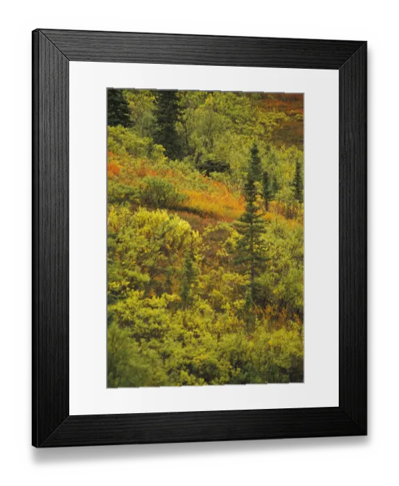 Framed Print : NA, USA, Alaska. Denali National Park. Black Spruce, Bearberry and blueberry bushes