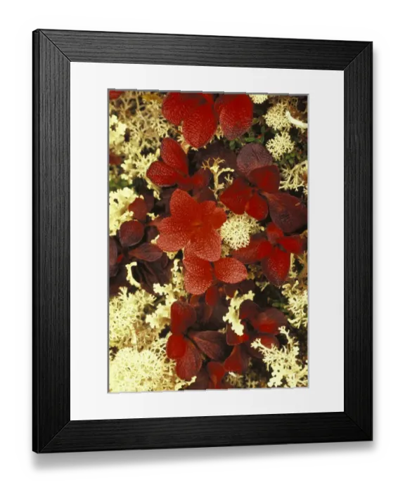 Framed Print : NA, USA, Alaska. Denali National Park. Bearberry (Arctostaphylos Uvaursi), blueberry