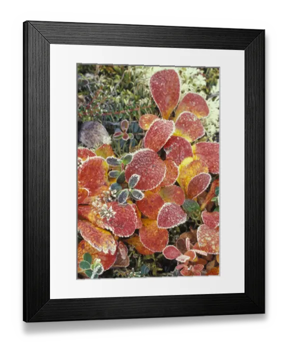 Framed Print : NA, USA, Alaska. Denali National Park. Bearberry (Arctostaphylos Uvaursi) and dwarf