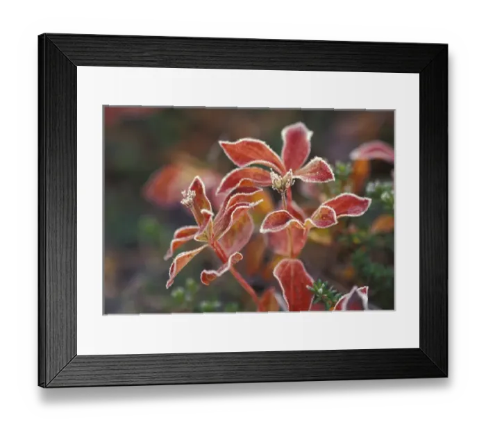 Framed Print : NA, USA, Alaska. Denali National Park, Wonder Lake. Fall-colored shrub (Skimmia sp. )