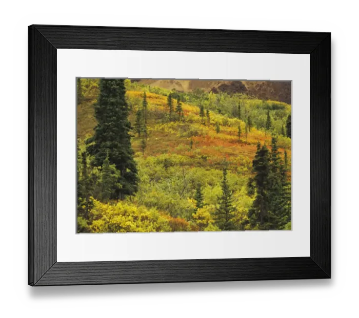 Framed Print : NA, USA, Alaska. Denali National Park. Black Spruce, Bearberry and blueberry bushes