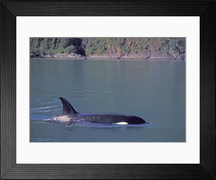 Framed Print : North America, USA, Alaska, Inside Passage. Orca Killer whale (Orcinus orca)
