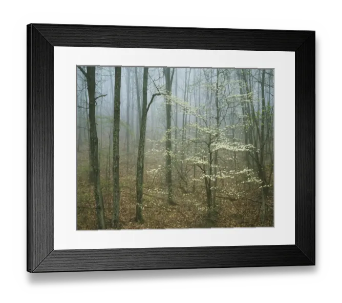 Framed Print : USA, Virginia, Shenandoah National Park, Appalachian Trail, Flowering Dogwood in Framed Print : USA, Virginia, Shenandoah National Park, Appalachian Trail, Flowering Dogwood in