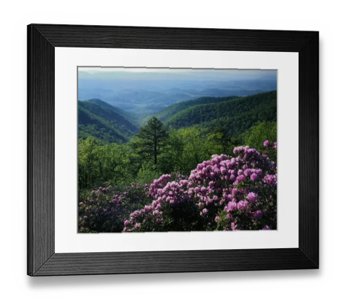 Framed Print : USA, Virginia, Blue Ridge Parkway, Blue Ridge Mountains Catawba Rhododendron Framed Print : USA, Virginia, Blue Ridge Parkway, Blue Ridge Mountains Catawba Rhododendron