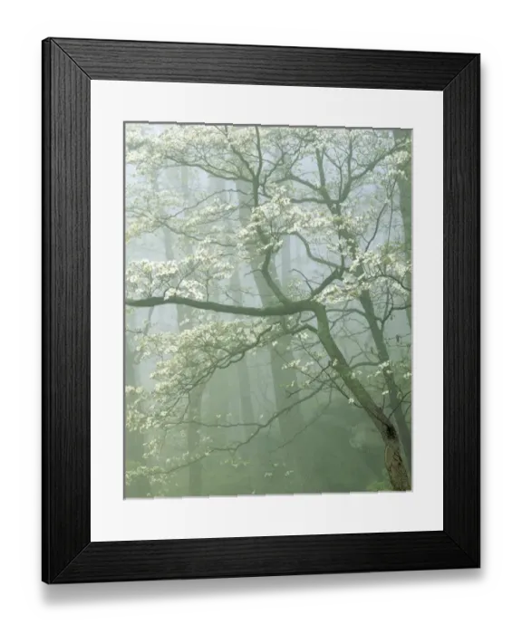Framed Print : USA, Virginia, Shenandoah National Park, Flowering Dogwood in foggy forest Framed Print : USA, Virginia, Shenandoah National Park, Flowering Dogwood in foggy forest