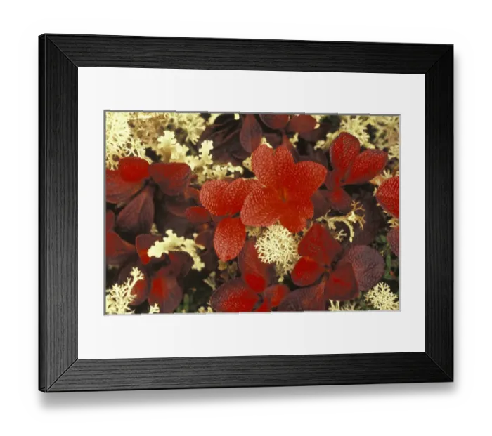 Framed Print : North America, USA, Alaska, Denali NP. Bearberry (Arctostaphylos Uvaursi) White Lichens Framed Print : North America, USA, Alaska, Denali NP. Bearberry (Arctostaphylos Uvaursi) White Lichens