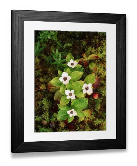 Framed Print : USA, Southeast Alaska, Tongass National Forest, View of Pacific dogwood, close-up Framed Print : USA, Southeast Alaska, Tongass National Forest, View of Pacific dogwood, close-up