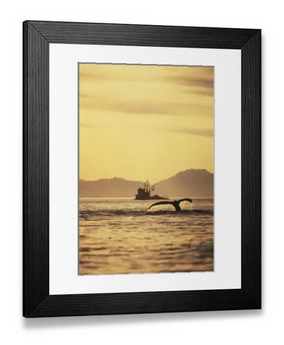 Framed Print : 06. South East Alaska, Inside Passage, View of humpback whale tail Framed Print : 06. South East Alaska, Inside Passage, View of humpback whale tail