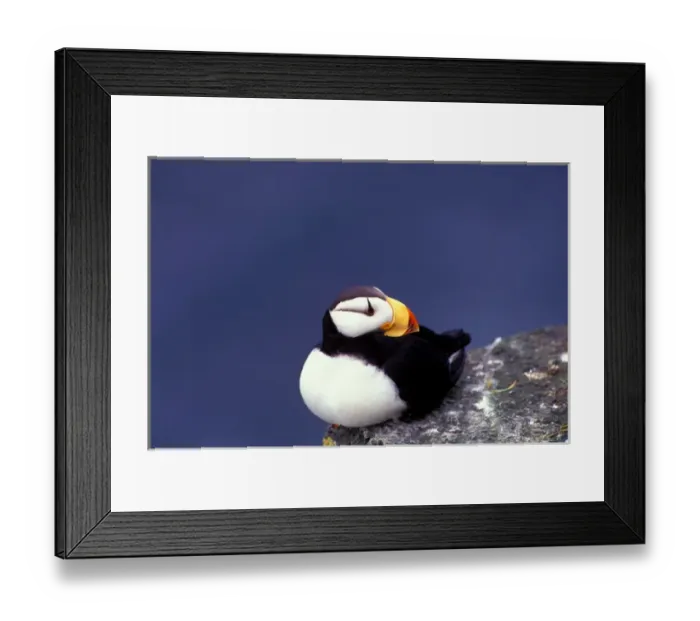 Framed Print : NA, USA, Alaska, Pribilof Islands, Horned puffin (Fratercula corniculata) Framed Print : NA, USA, Alaska, Pribilof Islands, Horned puffin (Fratercula corniculata)