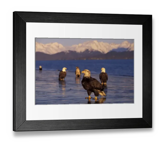 Framed Print : U. S. A. Alaska, Kenai Peninsula Bald eagles on flooded beach Note: May not Framed Print : U. S. A. Alaska, Kenai Peninsula Bald eagles on flooded beach Note: May not
