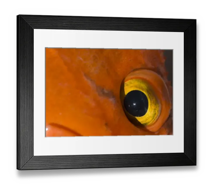 Framed Print : North America, USA, AK, Inside Passage. Color and textures of Yelloweye Rockfish Framed Print : North America, USA, AK, Inside Passage. Color and textures of Yelloweye Rockfish
