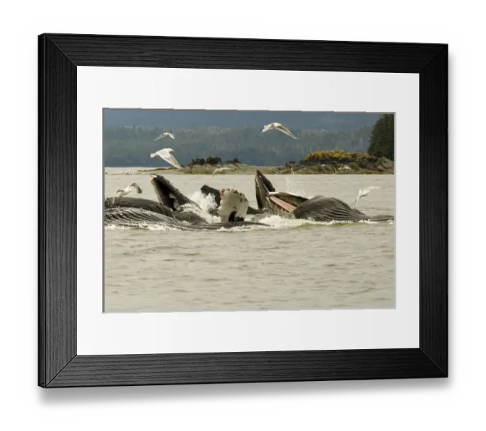 Framed Print : North America, USA, AK, Inside Passage. Humpback Whale cooperative bubble net feeding Framed Print : North America, USA, AK, Inside Passage. Humpback Whale cooperative bubble net feeding