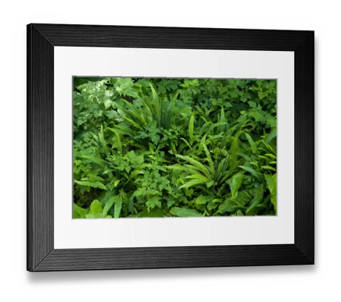 Framed Print : North America, USA, AK, Inside Passage. Lush growth on Baranof Island hiking trails Framed Print : North America, USA, AK, Inside Passage. Lush growth on Baranof Island hiking trails