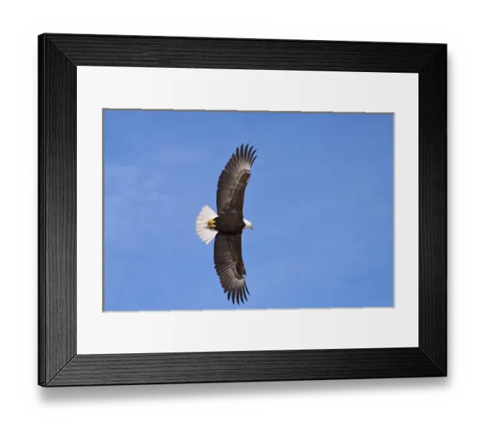 Framed Print : North America, USA, Alaska, Eagles in Flight Framed Print : North America, USA, Alaska, Eagles in Flight