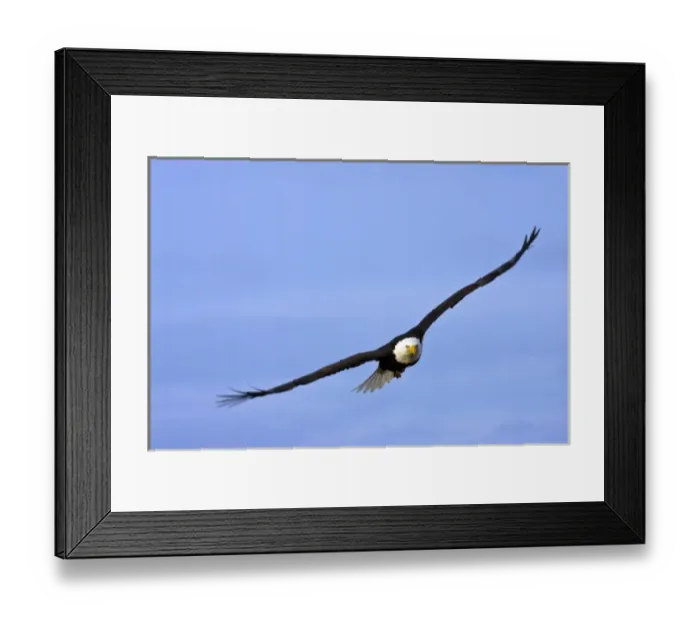 Framed Print : Brown Pelican (Pelecanus occidentalis urinator). Galapagos Islands. ECUADOR. South America Framed Print : Brown Pelican (Pelecanus occidentalis urinator). Galapagos Islands. ECUADOR. South America