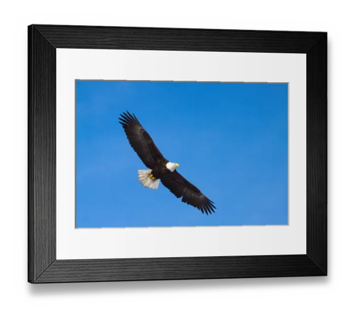Framed Print : North America, USA, Alaska, Eagles in Flight Framed Print : North America, USA, Alaska, Eagles in Flight
