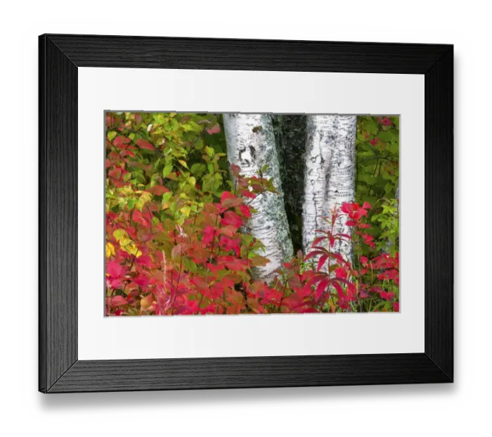 Framed Print : North America, USA, Alaska, Denali National Park, Burcg Truncks with Wild Current in Framed Print : North America, USA, Alaska, Denali National Park, Burcg Truncks with Wild Current in