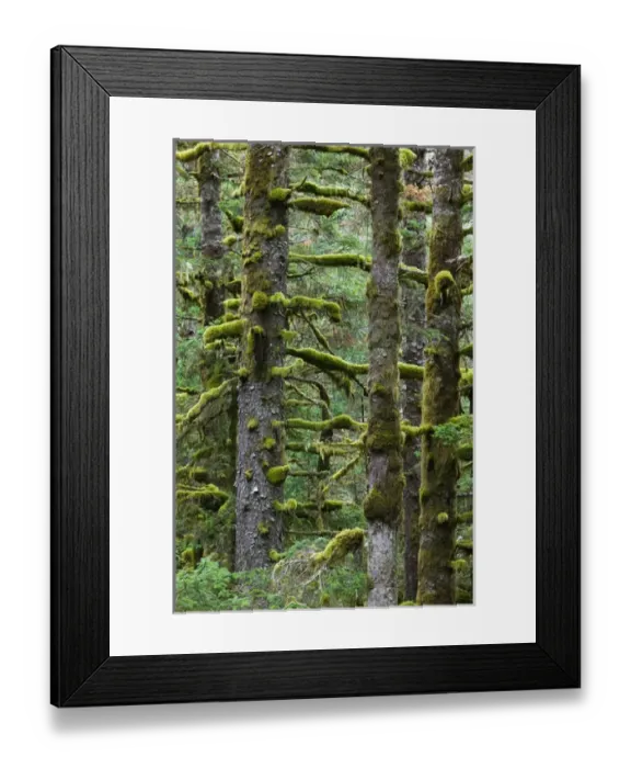 Framed Print : USA-ALASKA-SOUTHWEST-KODIAK ISLAND-Kodiak: Pacifc Fir Trees & Moss